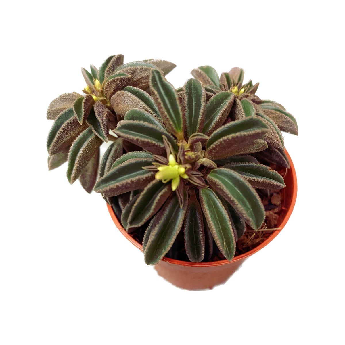 Peperomia 'Silver Spark' (baby plant)
