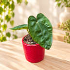 Anthurium dressleri - baby plant