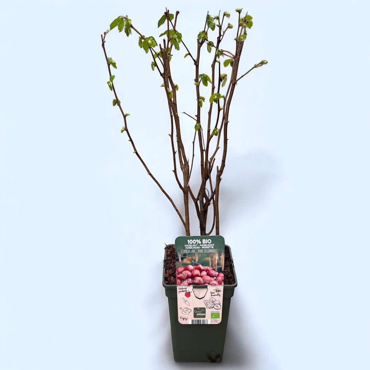Red Hazel - Corylus avellana 'Rode Zellernoot' (Purple Hazel) - organic cultivation