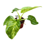 Philodendron giganteum (Variegated)