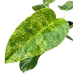 Philodendron giganteum (Variegated)