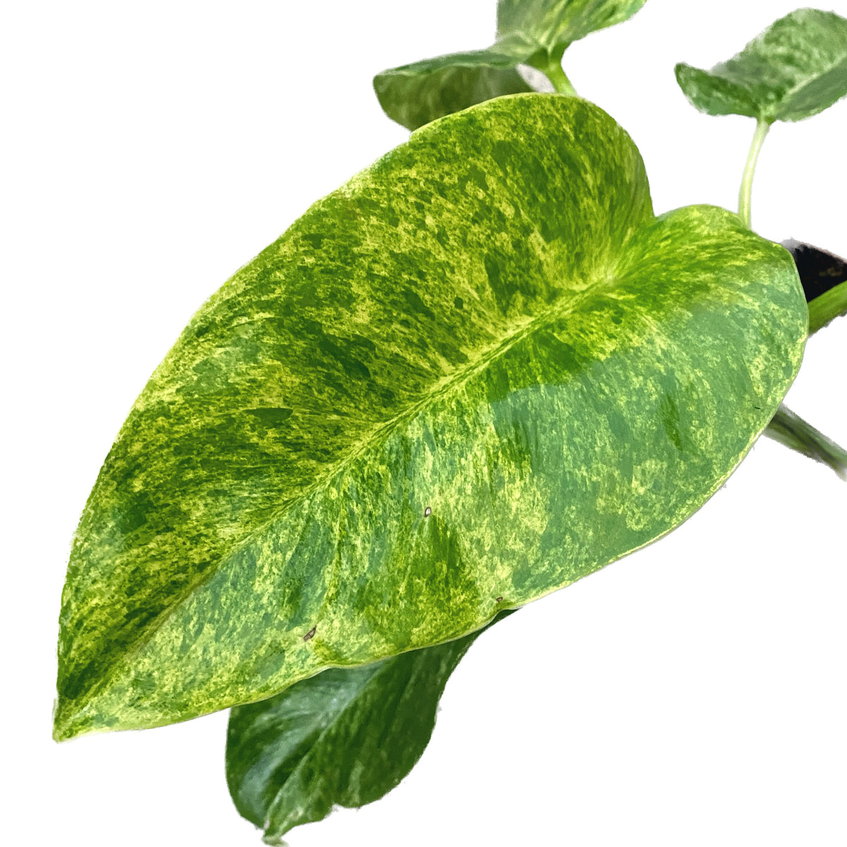 Philodendron giganteum (Variegated)