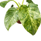 Philodendron giganteum (Variegated)