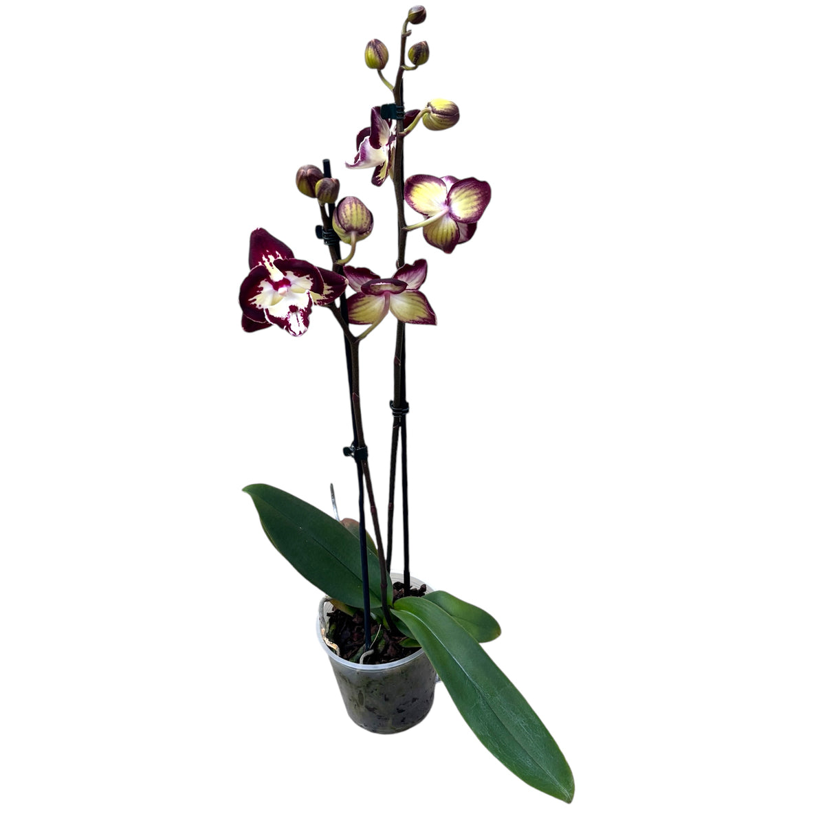 Phalaenopsis ‘Champion Daruma’ big lip