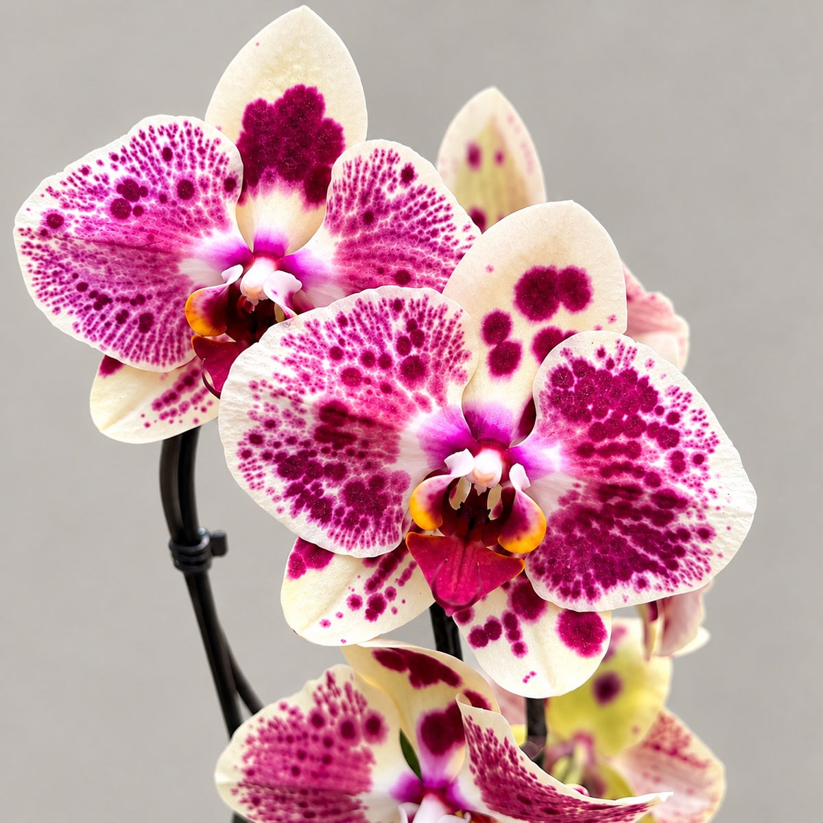 Phalaenopsis Exotic Punch (Pikachu)