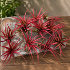 Въздушни растения Tillandsia Red Abdita
