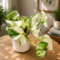 Epipremnum aureum ‚Manjula‘ (Glückliches Blatt)