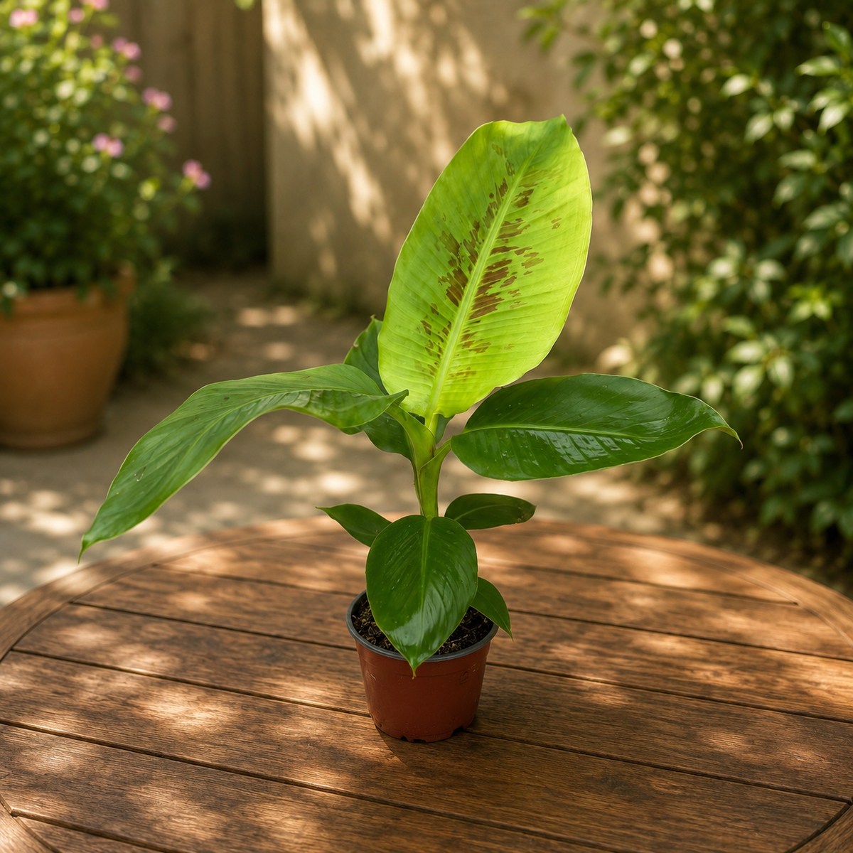 Bananier super pitic - Musa acuminata 'Tropicana' (Super Dwarf Cavendish)