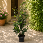 Potted myrtle (Myrtus communis) XL - aromatic plant
