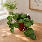 Hoya Mathilde D9 - parfumata