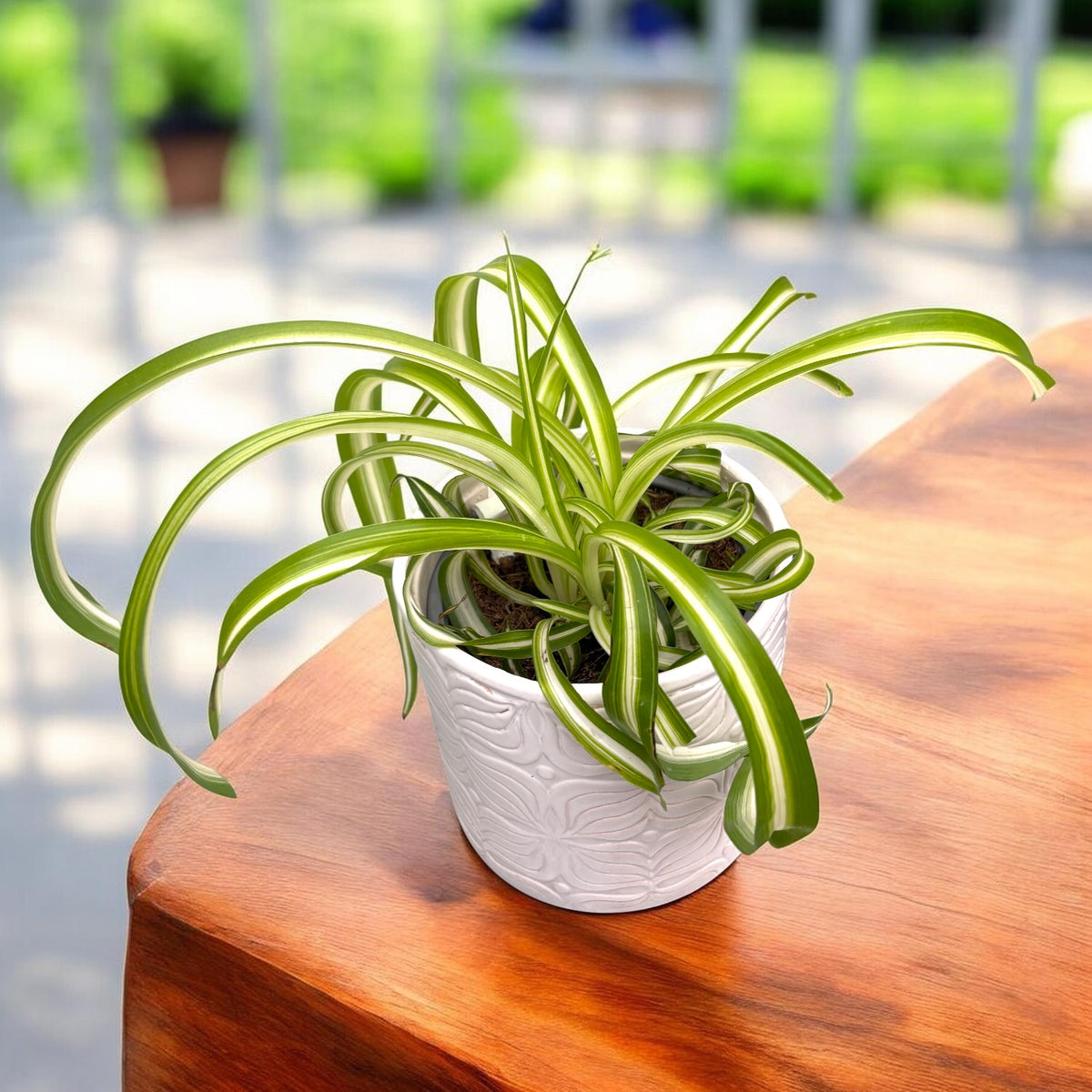 Chlorophytum comosum 'Bonnie' - Caribbean