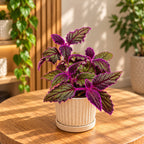Gynura aurantiaca 'Purple Passion' 2pp - planta catifelata cu frunzis mov intens