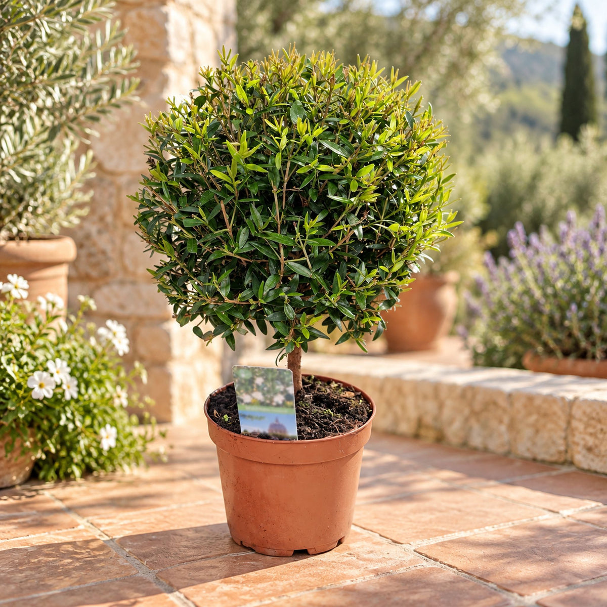 Mirto in vaso (Myrtus communis) – pianta mediterranea aromatica e decorativa