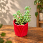 Sedum burrito (Coada magarului)