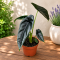 Alocasia venusta - alocasia rara de interior, cu frunze catifelate si nervuri contrastante
