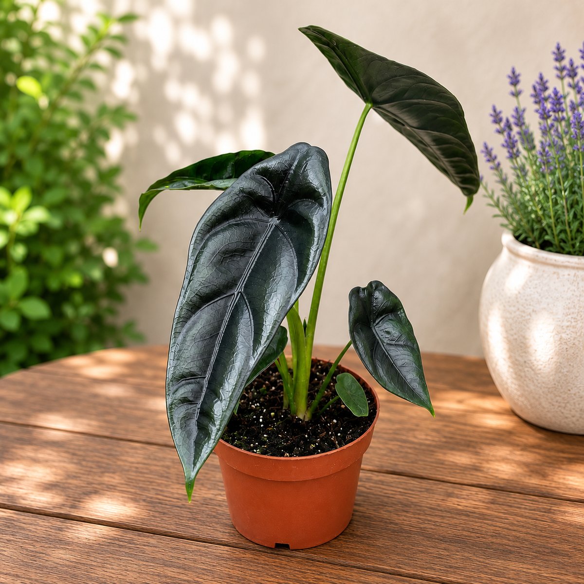 Alocasia venusta - alocasia rara de interior, cu frunze catifelate si nervuri contrastante