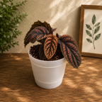 Labisia sp. ‘Vietnam’ - rare tropical plant with textured foliage