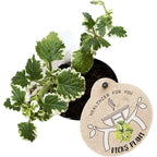 Plectranthus coleoides (Variegated Swedish Ivy) - fragrant and variegated leaves