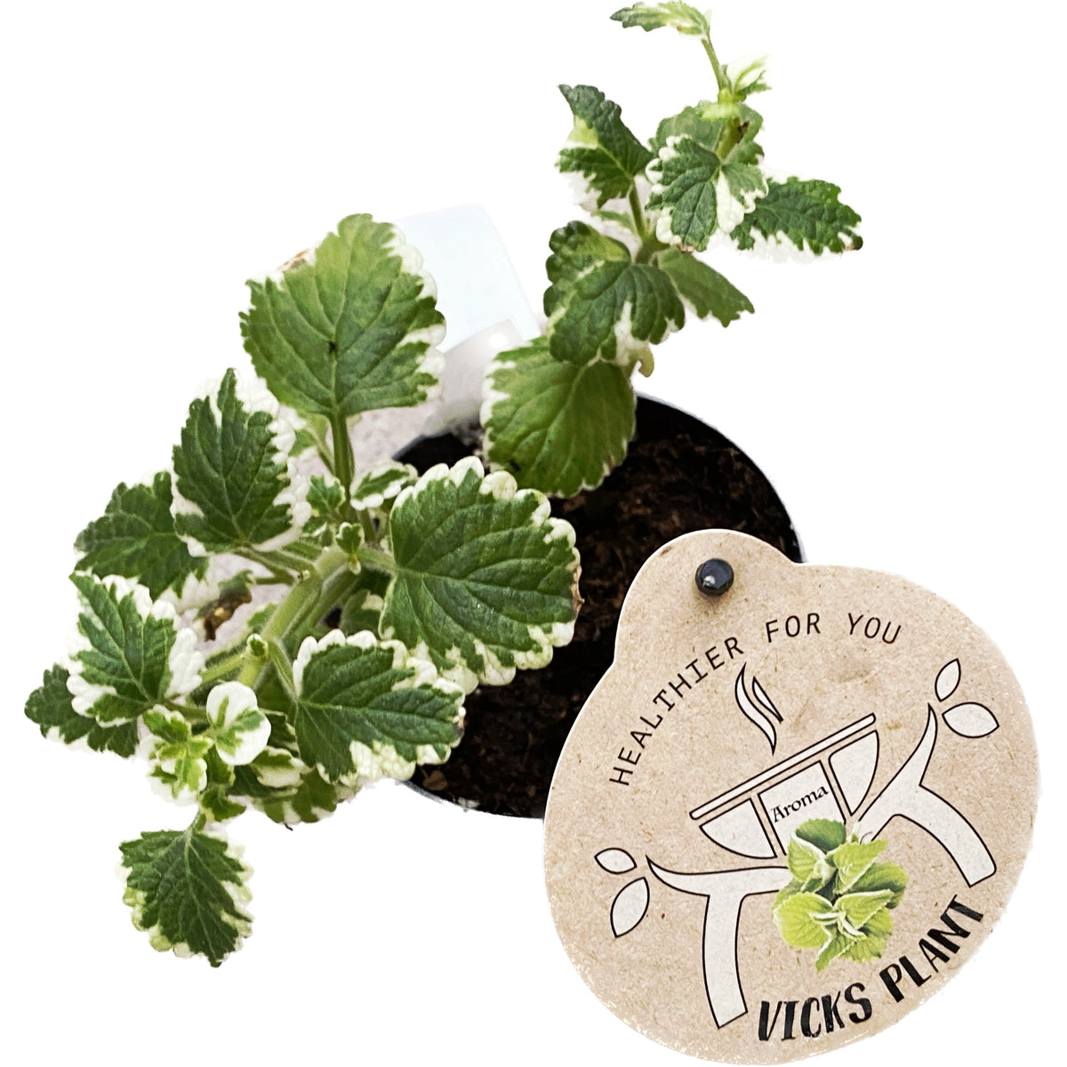 Plectranthus coleoides (Variegated Swedish Ivy) - fragrant and variegated leaves
