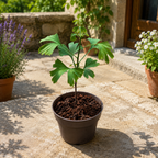 Ginkgo biloba im Topf – Der Pagodenbaum