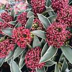 Skimmia Japonica 'Mystic Marlot' - feuilles panachées, fleurs parfumées (skimmia japonais)