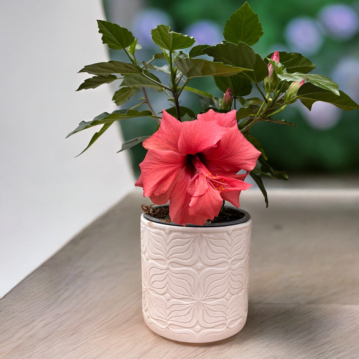 Hibiscus - Trandafir japonez cu floarea dubla rosie-corai