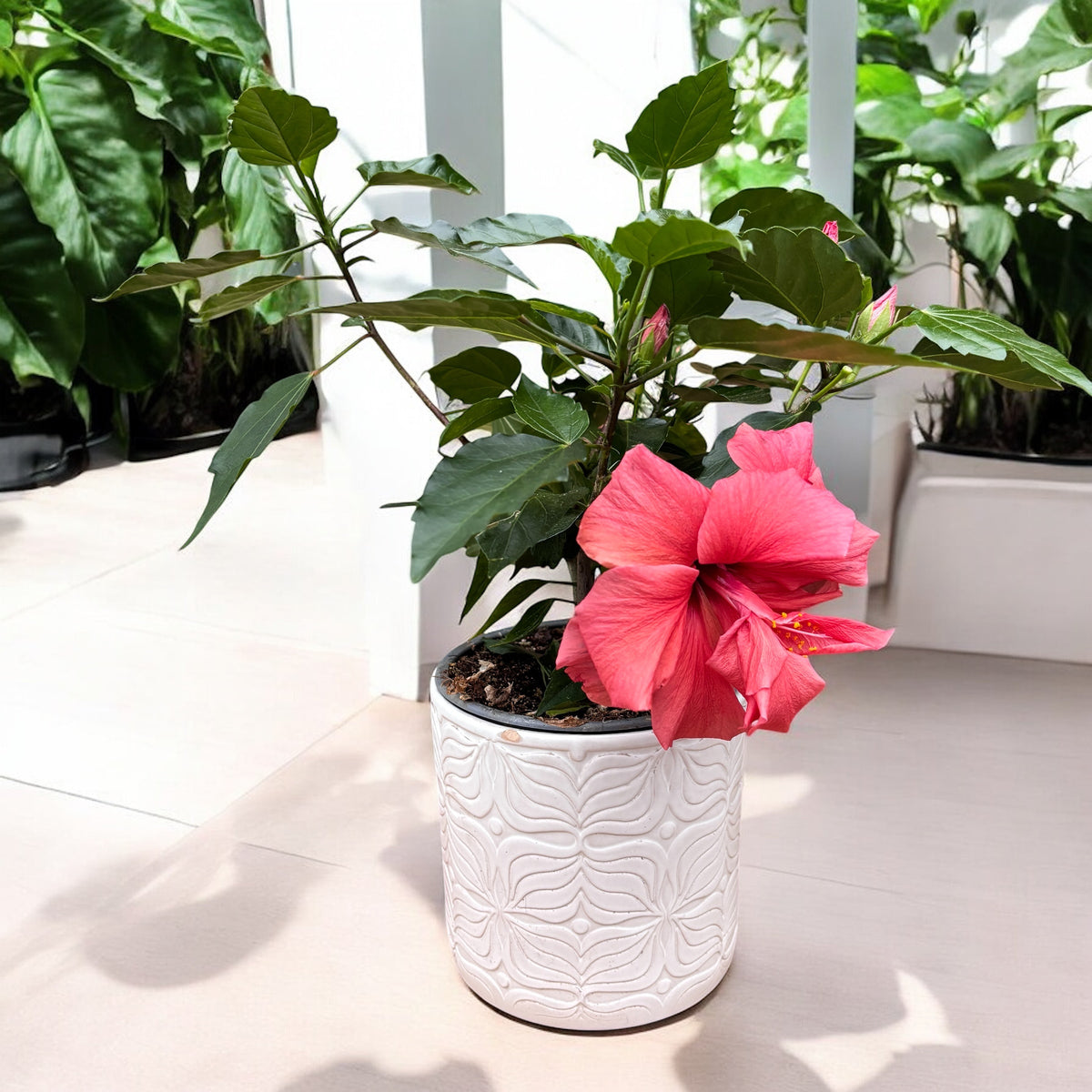Hibiscus - Trandafir japonez cu floarea dubla rosie-corai