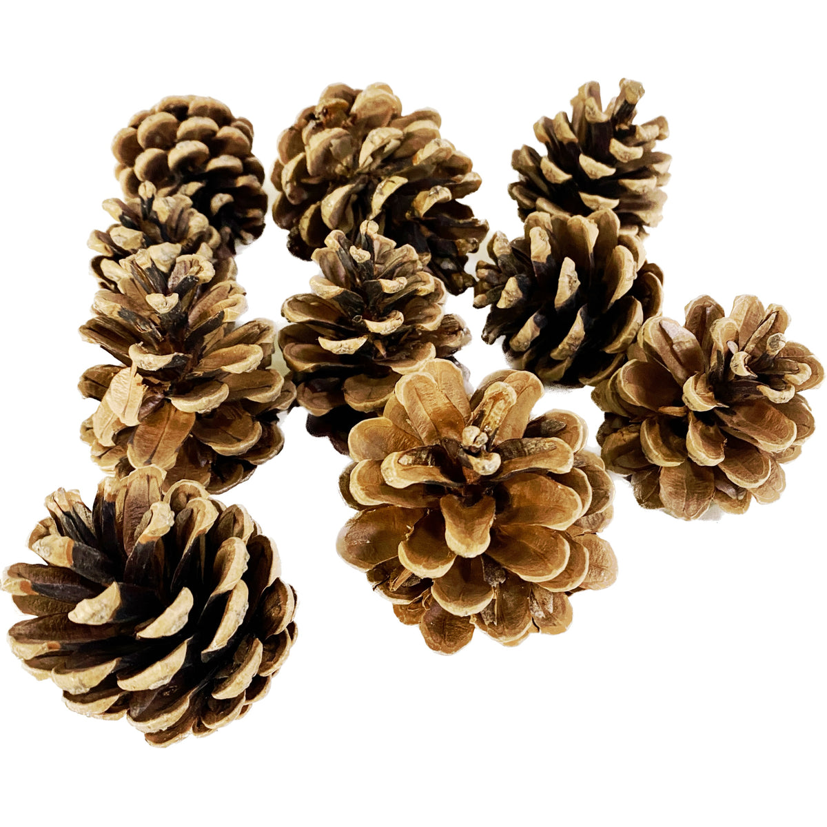Fir cones - set of 10 pcs
