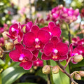 Phalaenopsis Sogo Crimson