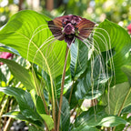 Tacca chantrieri – floarea-liliac negru, o raritate tropicala spectaculoasa