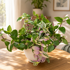 Tradescantia fluminensis 'Quadricolor' - planta curgatoare cu frunze tricolore