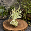 Tillandsia gardineri – air plant with a silver, elegant, and minimalist look