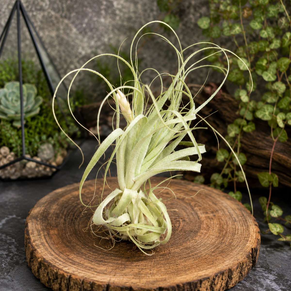 Tillandsia gardineri – air plant with a silver, elegant, and minimalist look
