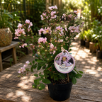 Lagerstroemia indica 'With Love Babe' - индийска люляк с интензивно розови цветове и обилно цъфтене