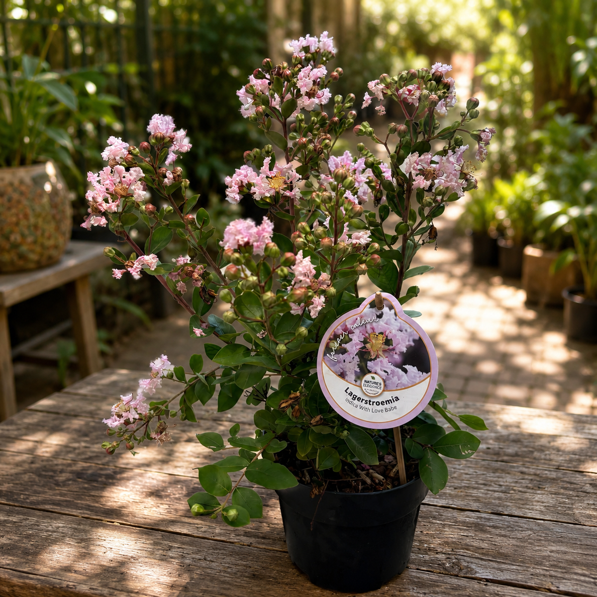 Lagerstroemia indica 'With Love Babe' - индийска люляк с интензивно розови цветове и обилно цъфтене