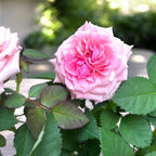 Trandafiri pitici Rosa ‘Esmeralda’ (Kordana Grande) - flori mari roz