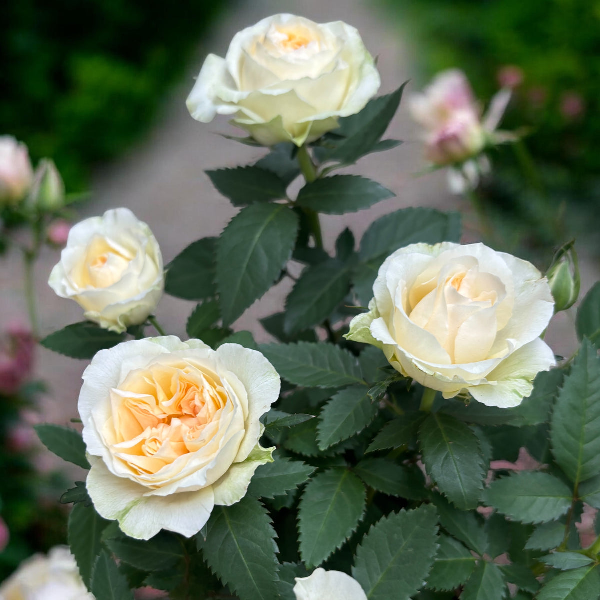 Trandafiri pitici Rosa ‘Grande Pearl’ (Kordana Grande) - flori mari albe