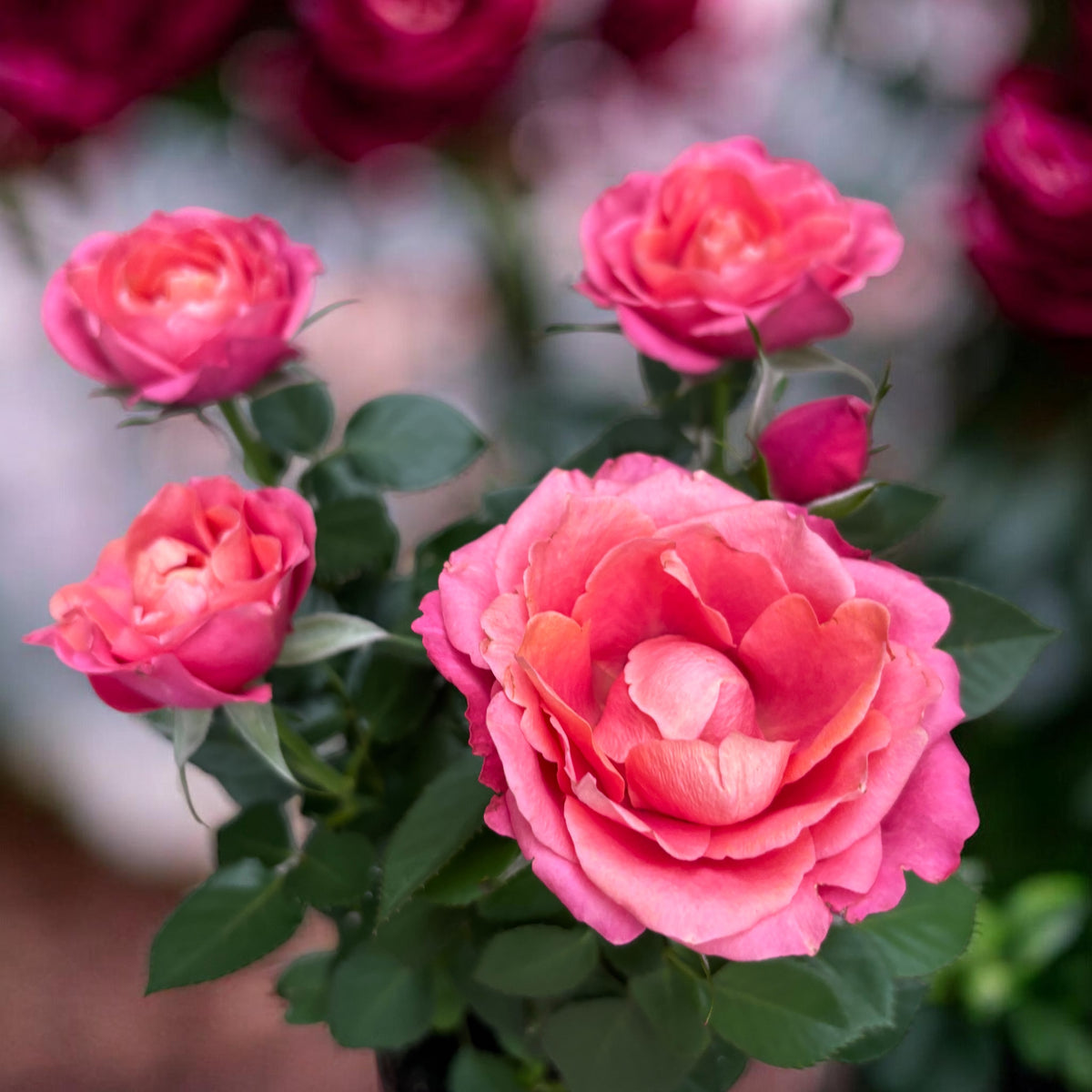 Rosa Kordana® Grande ‘Magma’ – trandafir pitic cu flori mari