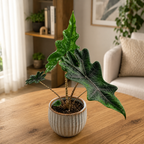 Alocasia 'Jacklyn' (Alocasia Sulawesi, Tandurusa) D9