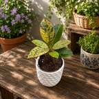 Ficus elastica 'Shivereana' ('Moonshine', 'Variegata') D9 - unique radiance and spectacular variegation