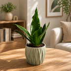Sansevieria Silver Flame (Whitney, White Edge)