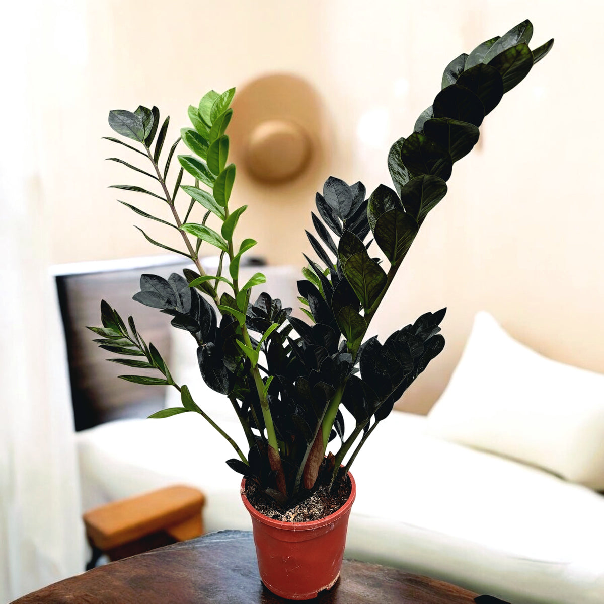 Zamioculcas zamiifolia 'Raven ZZ' ('Dowon') XL - frunzis negru, eleganta indestructibila