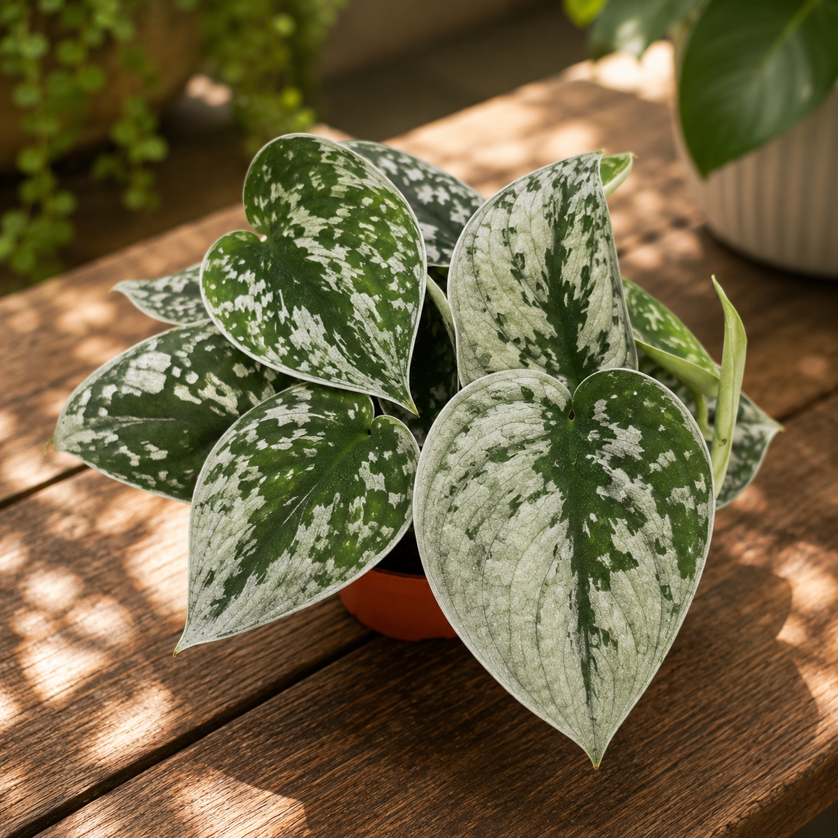 Scindapsus pictus ‘Silvery Ann’ – planta decorativa cu frunzis argintiu si usor de intretinut