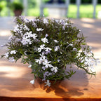 Phlox subulata ‘Spring Lavender’ (пълзящ флокс) – деликатен килим в бяло-лилави нюанси