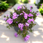 Phlox subulata ‘Fort Hill’ (phlox rampant)