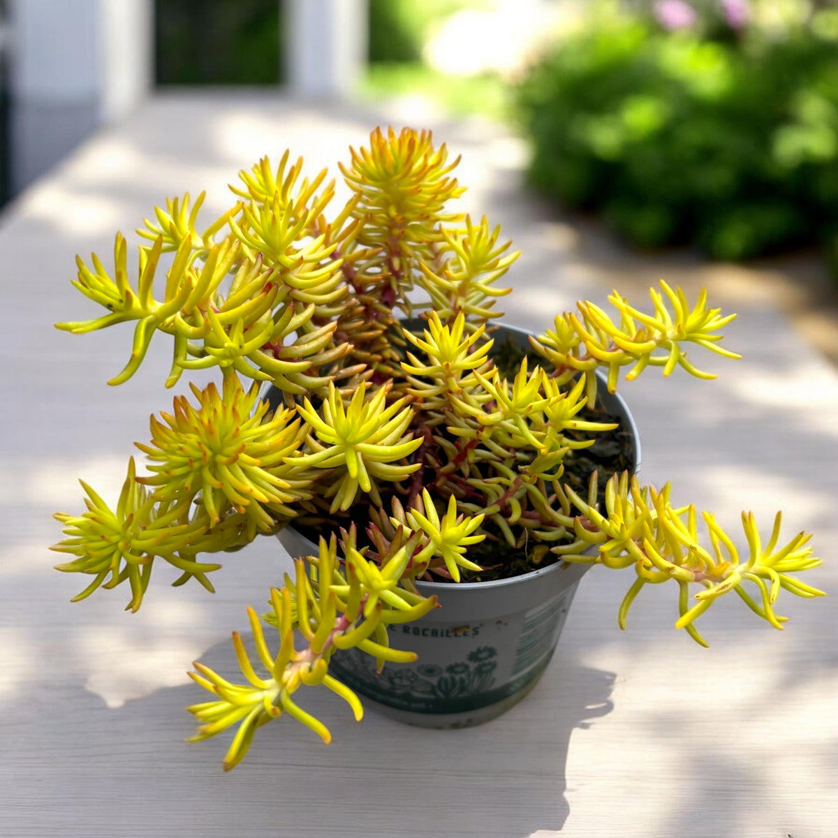 Sedum reflexum ‘Angelina’ – tappeto dorato spettacolare