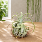 Tillandsia streptophylla - въздушно растение със зрелищна листна маса