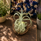 Tillandsia streptophylla - въздушно растение със зрелищна листна маса