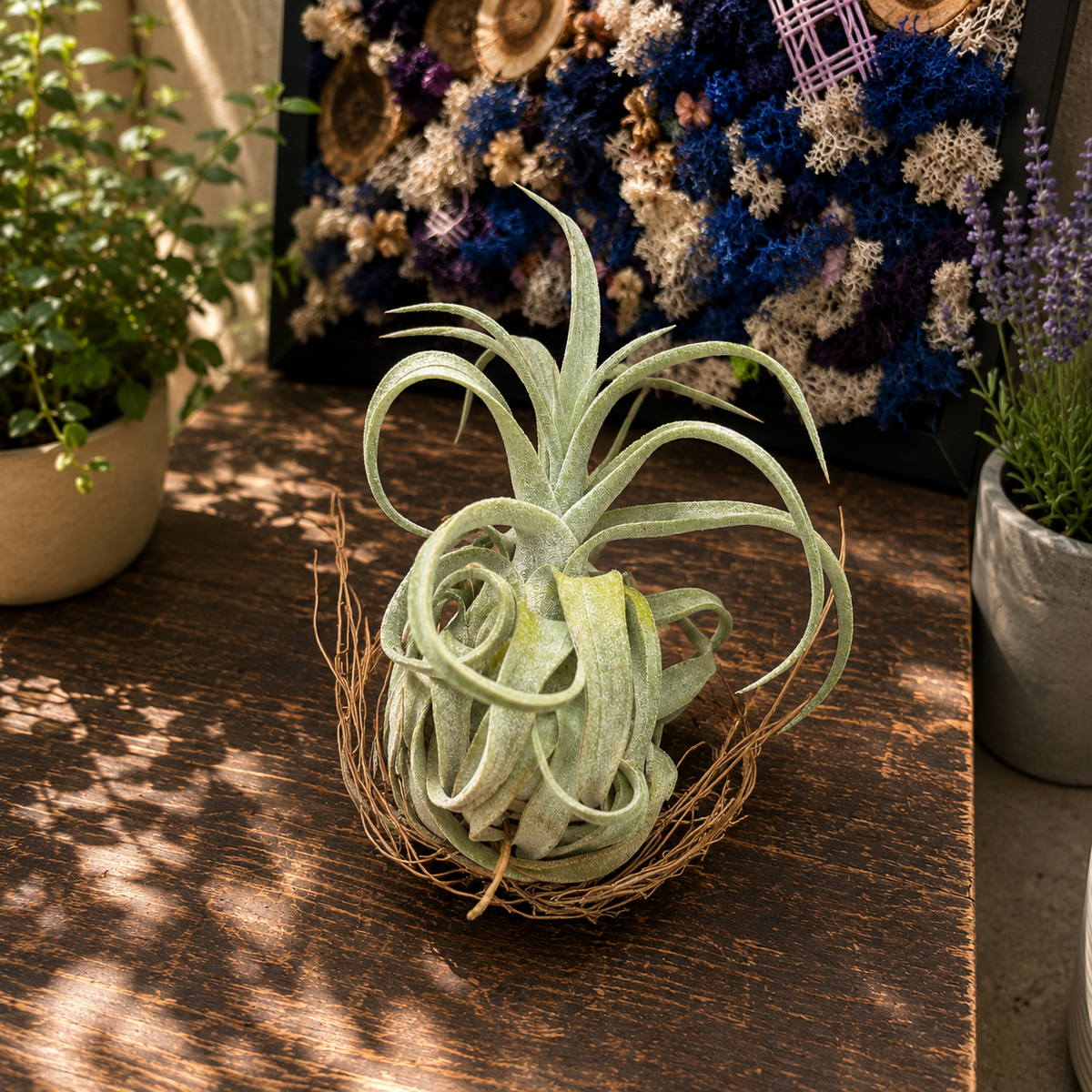 Tillandsia streptophylla - въздушно растение със зрелищна листна маса