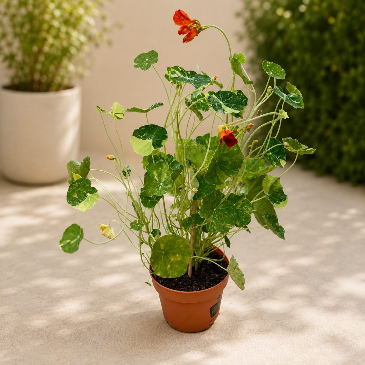 Tropaeolum majus 'Alaska Series' keverék - tarka kerti borsó